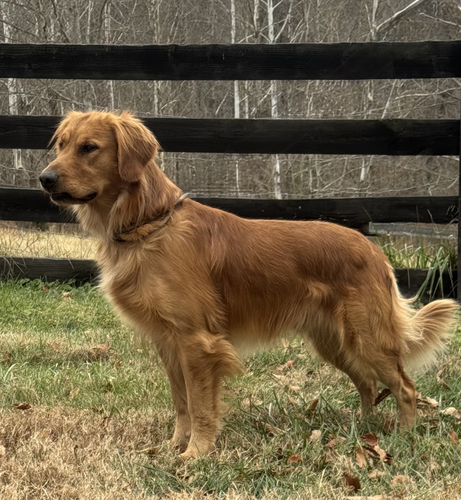 Puppies of Barron’s Dan River Retrievers | Virginia