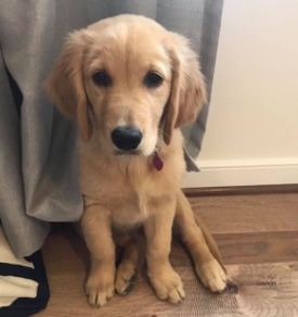 Becky - My Golden Retriever Puppies